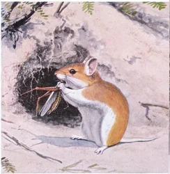 Grasshopper Mouse Dining on an Insect